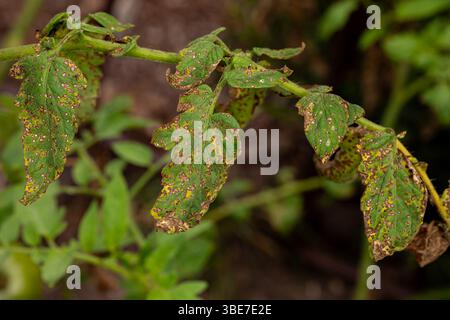 Tomato leaf with black lesions and spots. Tomato plant disease