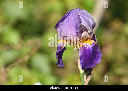 Bearded iris The bearded iris is beloved for its large, showy, fragrant flowers. Stock Photo