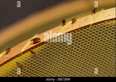 A mesh covered fruit bowl has some fruit flies on top of it. If they can only break in they will be in fruit fly heaven. Stock Photo