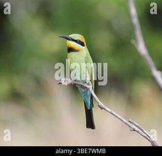 Portrait of a rainbow bee-eater bird sitting on a tree branch Stock Photo