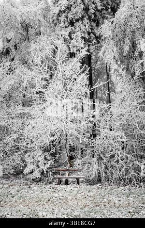 Frozen white winter scenery in a german forest. Stock Photo