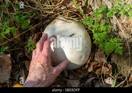 Giant puffball mushroom (Calvatia gigantea) found in the countryside around Queenstown, New Zealand. Stock Photo