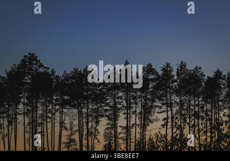 Sunset in forest in area of Lochow town, Masovia region of Poland Stock Photo