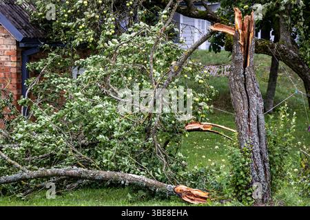 Broken apple tee during storm wind in Lithuania Stock Photo