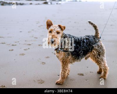 Welsh terrier walking on beach, jumping in rock pools, on lead Stock Photo