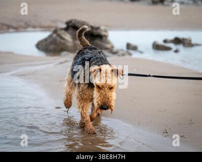 Welsh terrier walking on beach, jumping in rock pools, on lead Stock Photo
