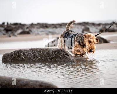 Welsh terrier walking on beach, jumping in rock pools, on lead Stock Photo
