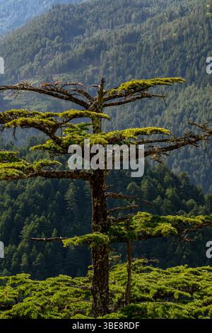 Himalayan cedar or deodar forest on mountain of swat valley, Pakistan ...