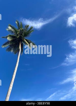 Tall coconut palm tree reaching into a deep blue sky with wispy cirrus ...