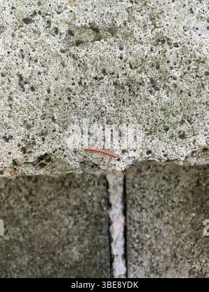 Close-up of a small brown millipede crawling on a rough concrete block wall surface, highlighting textures of nature and urban environments. Stock Photo