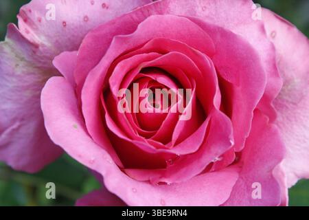 Close-up photo of a pink rose Stock Photo