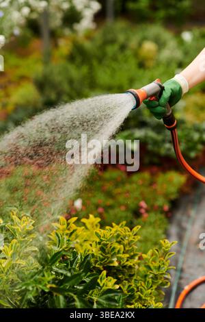 A passionate female gardener waters lush greenery in her vibrant greenhouse, enjoying the day. Stock Photo