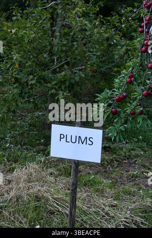 Plum orchard Stock Photo