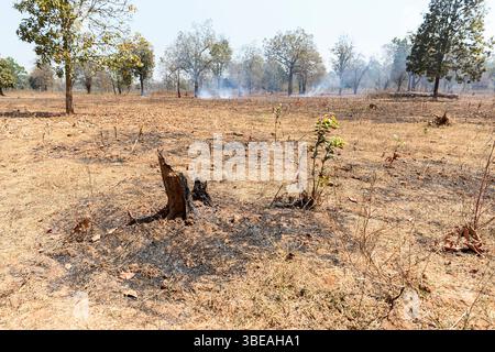 Dry burnt plains of remote Odisha countryside in India, smoke and fire in a distance, burned tree stump and no grass due to the extreme hot and dry Stock Photo