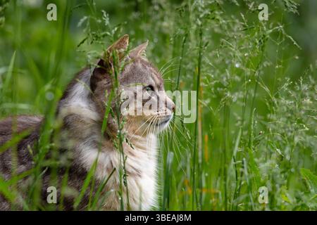 Beautiful long-haired cat in vivid green grass, looking forward with intensity. Ideal for emotional animal portraits and pet content Stock Photo