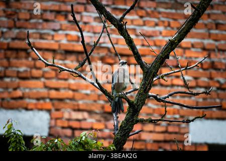 Rear view of a Eurasian jay perched calmly on a tree against a rustic brick wall, highlighting its long tail feathers and relaxed pose in a quiet natu Stock Photo