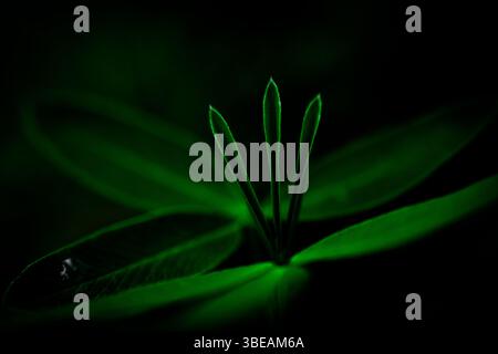 Artistic close-up of green plant with thin vertical leaves glowing in soft green light against a dark background Stock Photo