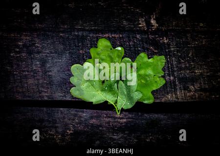 Green oak leaves with water droplets on rustic wooden background. Freshness and nature concept, ideal for organic, eco, or sustainability themes Stock Photo