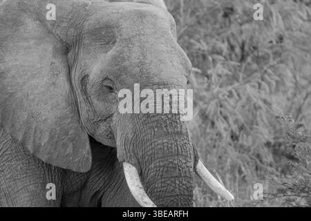 Side profile of an Elephant in black and white in the Kruger National Park, South Africa, Africa Stock Photo