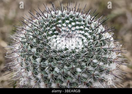 Mammillaria cactaceae mexico hi-res stock photography and images - Alamy