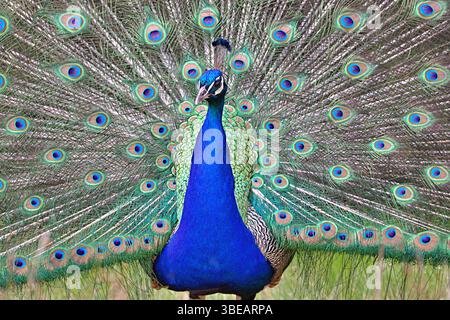 Peacock feathers fanned out looking at camera Stock Photo