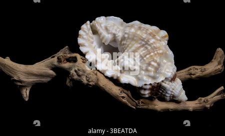 Close-up of a Distorsio anus sea shell resting on textured driftwood, set against a dark black background. The shell features intricate ridges, vibran Stock Photo