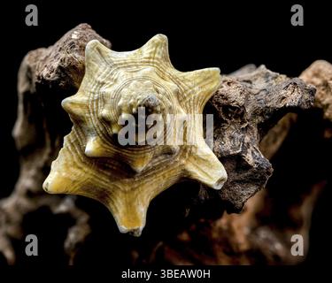 A stunning trombus pugilis or Fighting Conch shell displayed on rugged driftwood. Its vibrant golden tones and detailed spirals are elegantly highligh Stock Photo