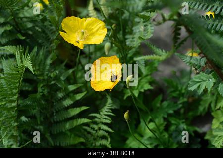 yellow poppies with a honey bee Stock Photo