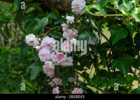 rambling rose Stock Photo