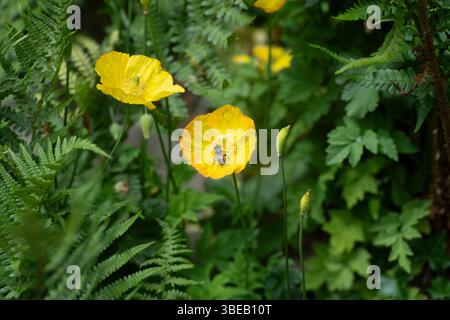 yellow poppies with a honey bee Stock Photo