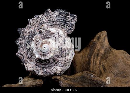 Angaria delphinus shell resting on a textured driftwood surface, captured with intricate details and set against a black background, Odessa, Ukraine, Stock Photo