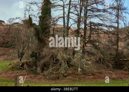 Group of distressed and lichen covered trees after winter storms. Highlands of Scotland Stock Photo
