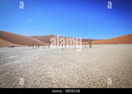 Dead tree in Sossusvlei in Namibia Stock Photo