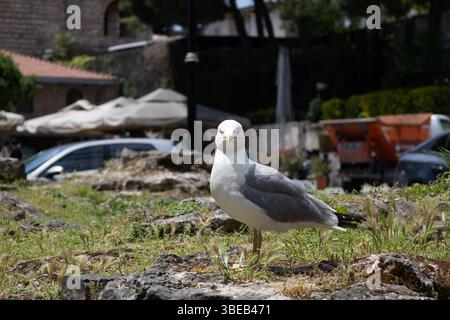 Confident Seagull Posing on Urban Rocks Stock Photo