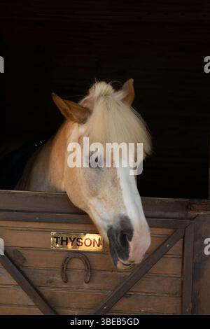 Blonde Horse Looking Out from Stable Window Stock Photo