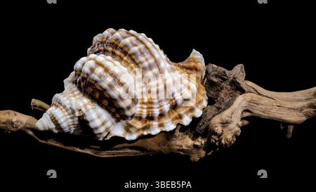 Close-up of a Distorsio anus sea shell resting on textured driftwood, set against a dark black background. The shell features intricate ridges, vibran Stock Photo