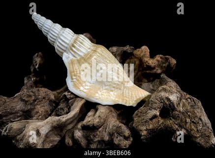 A detailed image of a ribbed strombus vittatus seashell with a pointed spiral, resting on rugged driftwood, against a black background. Perfect for na Stock Photo