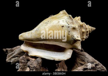 A stunning trombus pugilis or Fighting Conch shell displayed on rugged driftwood. Its vibrant golden tones and detailed spirals are elegantly highligh Stock Photo