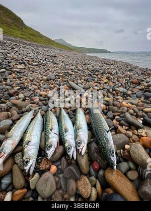 Freshly caught Atlantic Mackerel (Scomber scombrus) on a pebble beach in North Wales, Lleyn peninsula. Stock Photo
