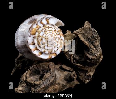 Close-up of a Conus striatus, commonly known as the striated cone shell, showcasing its intricate spiral patterns and earthy tones, resting on texture Stock Photo