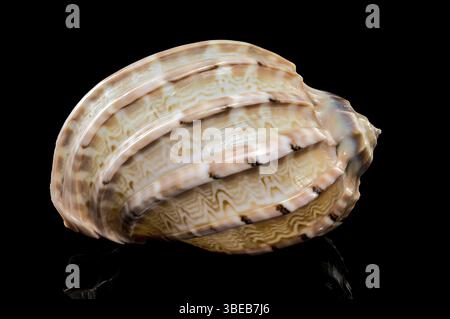 Close-up of Harpa articularis sea shell on a black background, Odessa, Ukraine, Europe Stock Photo