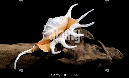 Close-up of a Lambis spider conch shell with vibrant orange interior, displayed on a dry wooden branch against a black background, Odessa, Ukraine, Eu Stock Photo