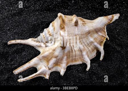 Close-up of Scorpion conch seashell on a black sand background, Odessa, Ukraine, Europe Stock Photo