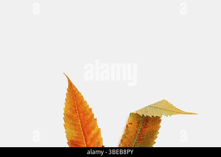 Bunny orange years made of fall leaves. Easter concept. . Stock Photo