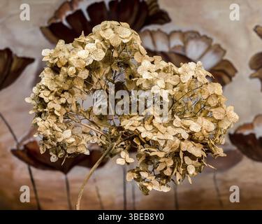 Close-up of a beautifully dried hydrangea flower, showcasing its delicate petals and natural colors, Ukraine, Europe Stock Photo