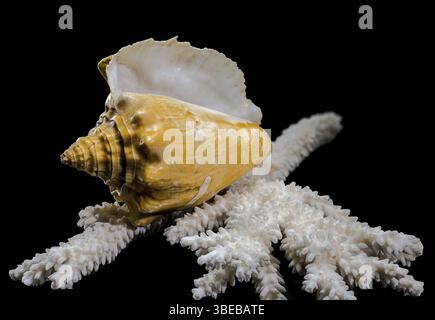 Close-up of a golden Strombus costatus seashell resting on a white coral branch against a black background, showcasing intricate textures and contrast Stock Photo