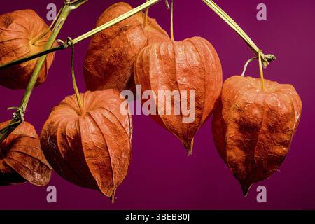 Physalis or Chinese lantern plant on a pink background. Flower head close-up, Odessa, Ukraine, Europe Stock Photo