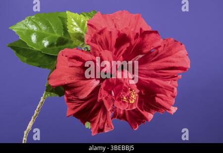 Beautiful Blooming Double red hibiscus flower on a purple background. Flower head close-up, Odessa, Ukraine, Europe Stock Photo