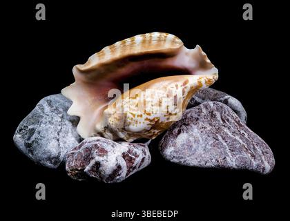 A detailed photo of a Strombus raninus shell resting on rocks, set against a black background, showcasing its natural patterns and texture, Odessa, Uk Stock Photo