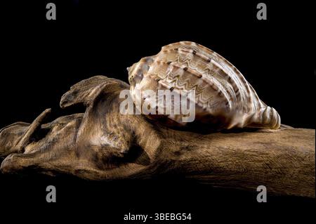 Close-up of a Harpa amouretta shell with intricate patterns, resting on textured wood, set against a black background to emphasize its natural beauty Stock Photo